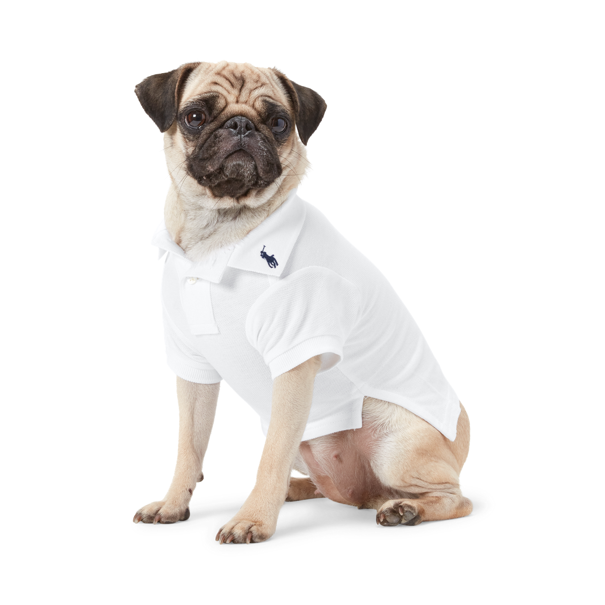Ralph Lauren 犬用ポロシャツ M 紫 楽天市場】ポロシャツ メンズ（カラーパープル）（犬用品