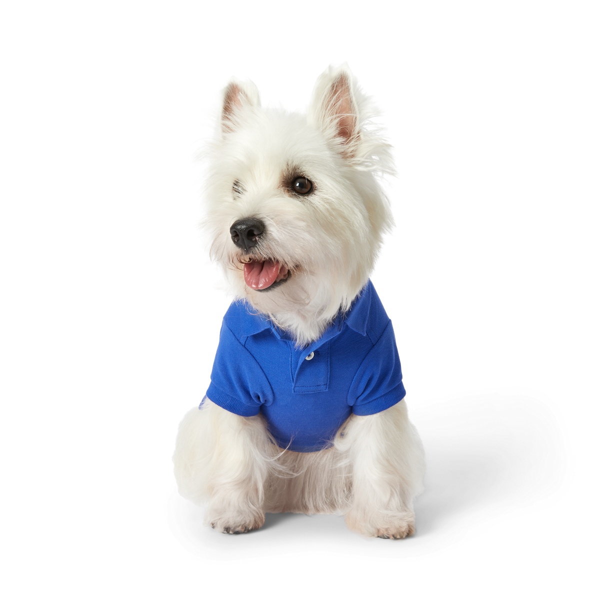 ポロラルフローレン　ベアのドッグウェア　M 新品(タグ付き) RALPH LAUREN（ラルフローレン）ベアポロシャツ / Dogs Polo