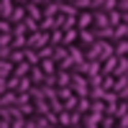 Society Violet
