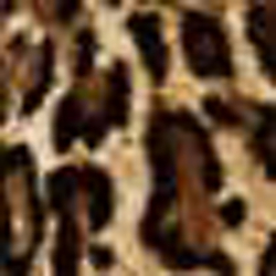 Ocelot