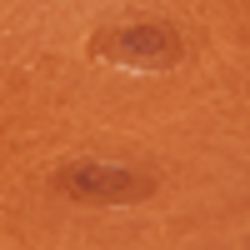 Polo Tan