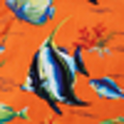 Angelfish Orange