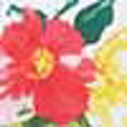 Pink/White Multi