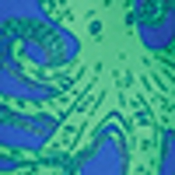 Octopus Royal