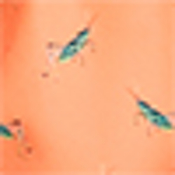 Grasshopper