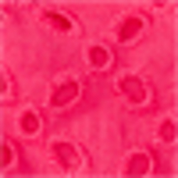 Ultra Pink