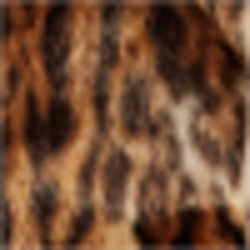 Ocelot