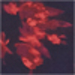 Splash Floral