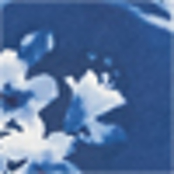 Blue Rincon Floral