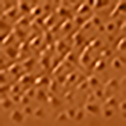 Field Brown