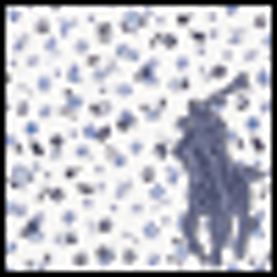 Tossed White Floral