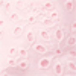 Hint Of Pink