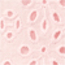 Hint Of Pink