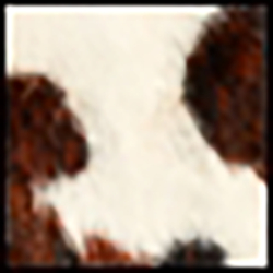 Cream / Brown