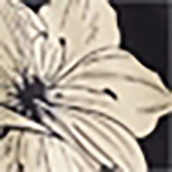 Hawaiian Floral