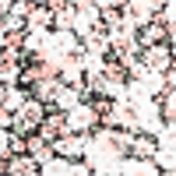 Blush Multi