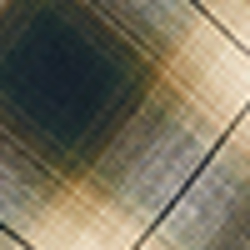 Olive Green Multi