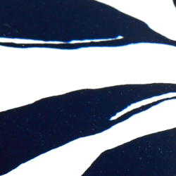 Navy/White