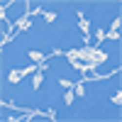 Hydrangea