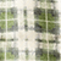 Rl 176 Green/Cream
