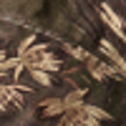 Olive Camo
