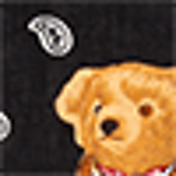 Black Bear