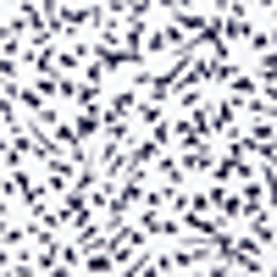 Navy/White