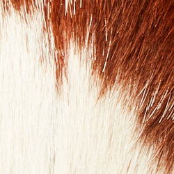 Brown White Dark Brown