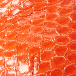 Bright Orange