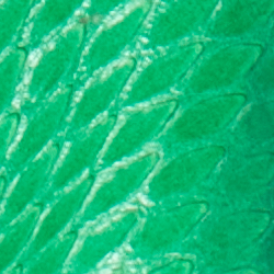 Spearmint
