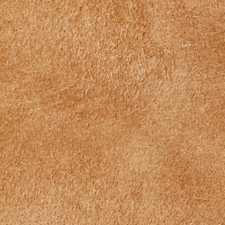 Fawn