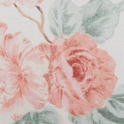 Cream Rose