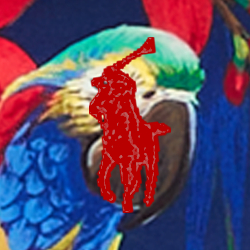 Parrot With Polo