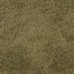 Olive Fern