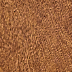 Dark Brown Ombre/Brown