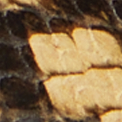 Caramel