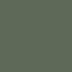 Shiny Brown Tortoise