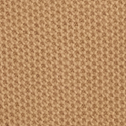 Lauren Camel