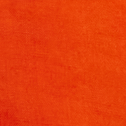 Orange Lily