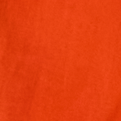 Orange Lily