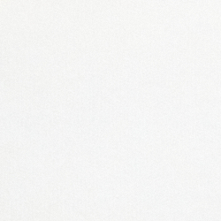 White Explorer Bear