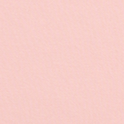 Rose tendre