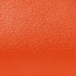Orange Lily