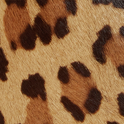 Modern Leopard