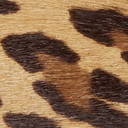 Modern Leopard