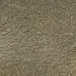 Canopy Olive